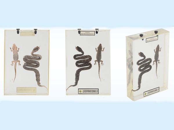 爬行類動物浸制標(biāo)本