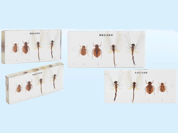 蜻蜓動物標(biāo)本